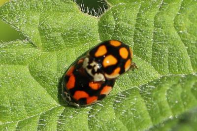<i>Adalia decempunctata</i>