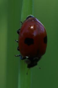 <i>Adalia bipunctata</i>