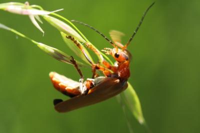 <i>Cantharis livida</i>