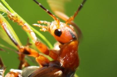 Cantharis livida