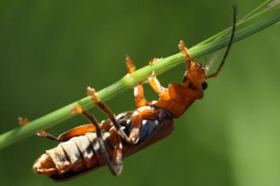 <i>Cantharis livida</i>