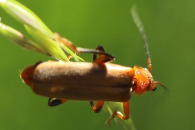 <i>Cantharis livida</i>