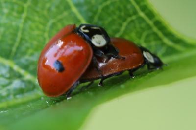 <i>Adalia bipunctata</i>
