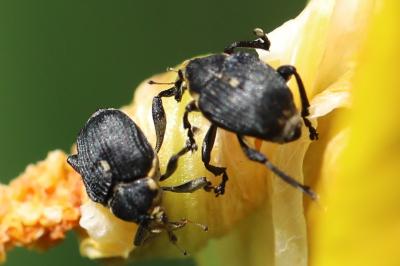 <i>Mononychus punctumalbum</i>