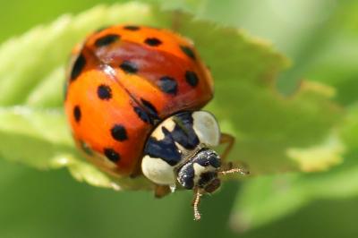 <i>Harmonia axyridis</i>