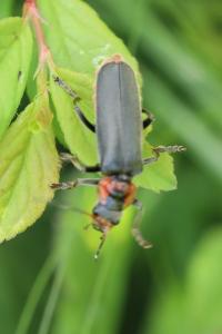 <i>Cantharis fusca</i>