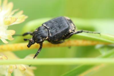 <i>Valgus hemipterus</i>