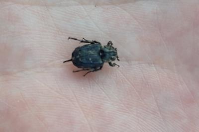 <i>Valgus hemipterus</i>