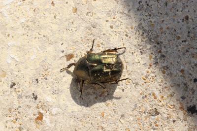 <i>Potosia cuprea</i>