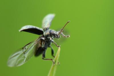 <i>Phyllobius betulinus</i>