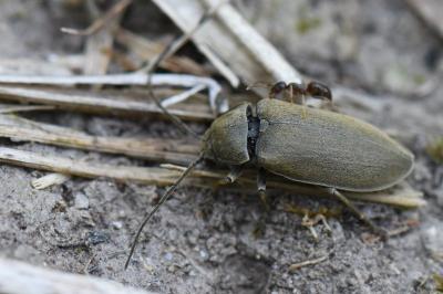 <i>Dascillus cervinus</i>