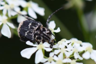 <i>Valgus hemipterus</i>