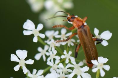 <i>Cantharis livida</i>
