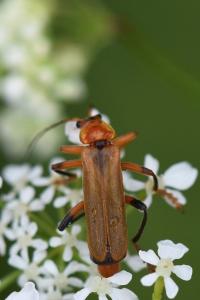 <i>Cantharis livida</i>