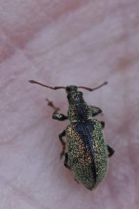<i>Phyllobius betulinus</i>