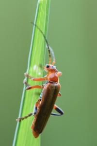 <i>Cantharis livida</i>