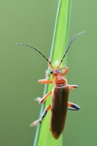 <i>Cantharis livida</i>
