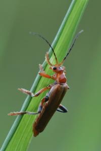 <i>Cantharis livida</i>