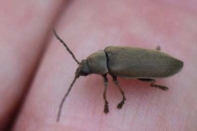 Dascillus cervinus