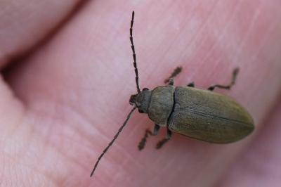 <i>Dascillus cervinus</i>