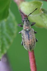 <i>Phyllobius pyri</i>