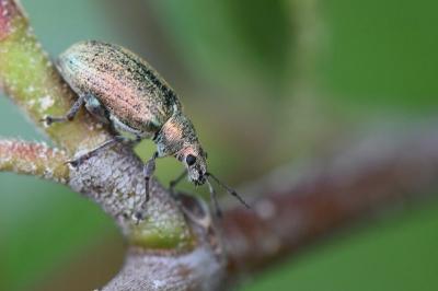 <i>Phyllobius pyri</i>