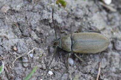 <i>Dascillus cervinus</i>