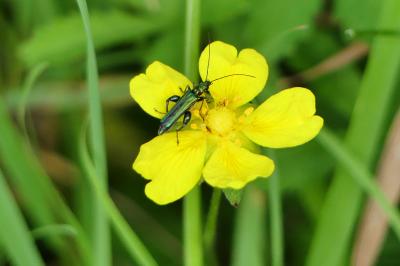 <i>Oedemera nobilis</i>