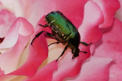 <i>Cetonia aurata</i>