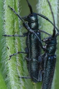 <i>Agapanthia violacea</i>