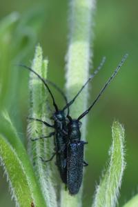 <i>Agapanthia violacea</i>