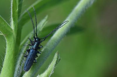 <i>Agapanthia violacea</i>