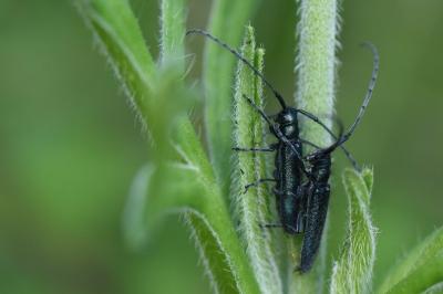 <i>Agapanthia violacea</i>