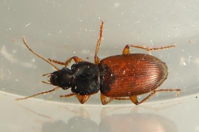 <i>Parophonus mendax</i>