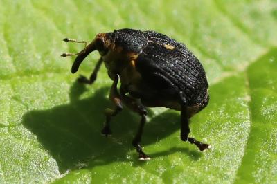 <i>Mononychus punctumalbum</i>