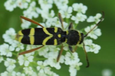 <i>Clytus arietis</i>