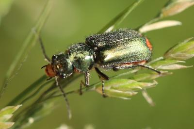 <i>Malachius bipustulatus</i>