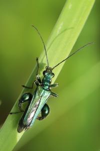 <i>Oedemera nobilis</i>