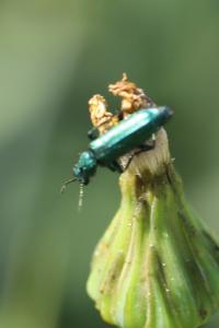 <i>Psilothrix viridicoerulea</i>
