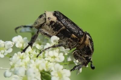 <i>Valgus hemipterus</i>