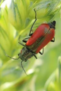 <i>Malachius aeneus</i>