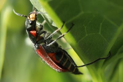 <i>Malachius aeneus</i>