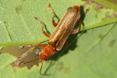 <i>Cantharis</i>