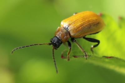 <i>Lochmaea capreae</i>