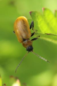 <i>Lochmaea capreae</i>