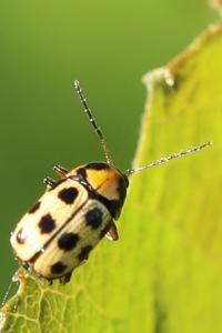 <i>Cryptocephalus decemmaculatus</i>