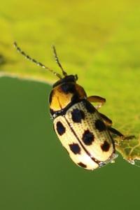 <i>Cryptocephalus decemmaculatus</i>