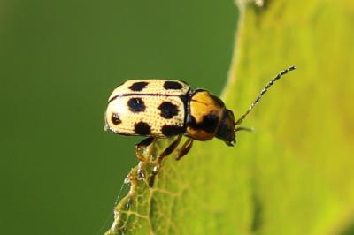 <i>Cryptocephalus decemmaculatus</i>