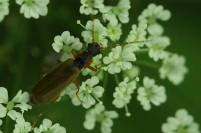 <i>Rhagonycha testacea</i>