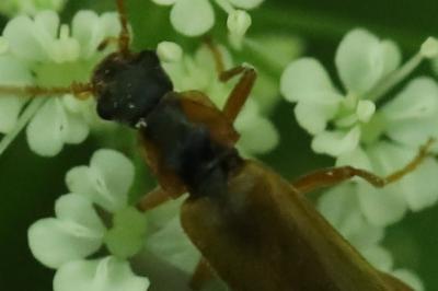 <i>Rhagonycha testacea</i>